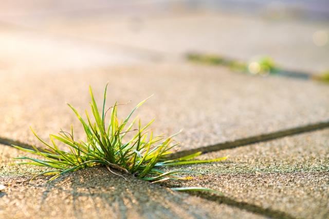 Bare Ground Sterilization in Idaho: How to Keep Your Property Weed-Free