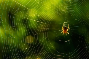 Effective Spider Barrier Solutions that Keep Your Home Pest-Free